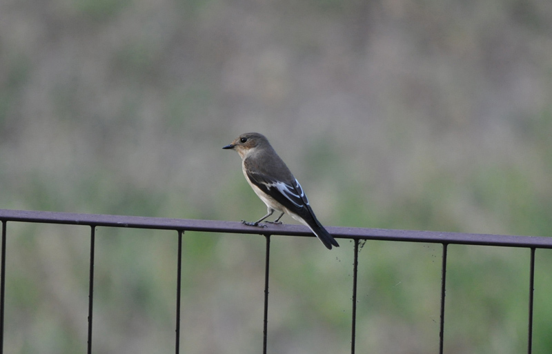 uccello da identificare